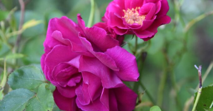 Rosboxar: Your Ultimate Guide to This Fascinating Topic