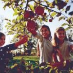The Ultimate Guide to Cleveland Apple Picking