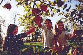 The Ultimate Guide to Cleveland Apple Picking